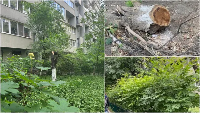 Un colaj prezintă un bloc de locuințe cu vegetație abundentă, un trunchi de copac tăiat și un arbust verde dens.