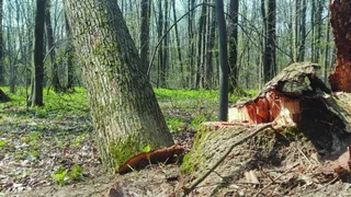 Un trunchi de copac înclinat stă lângă o rădăcină tăiată într-o pădure cu copaci înalți și vegetație joasă pe solul acoperit cu frunze uscate.