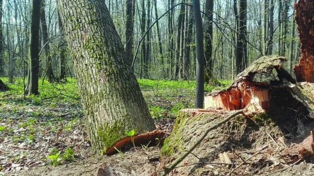 Un trunchi de copac înclinat stă lângă o rădăcină tăiată într-o pădure cu copaci înalți și vegetație joasă pe solul acoperit cu frunze uscate.