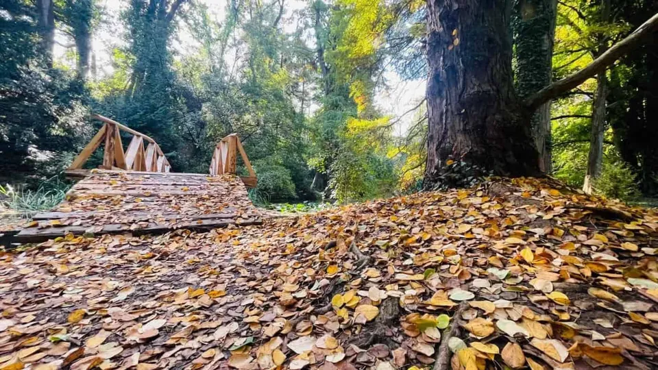 Prim-planul arată frunze căzute pe o potecă, iar în fundal se văd un pod de lemn, copaci și vegetație.
