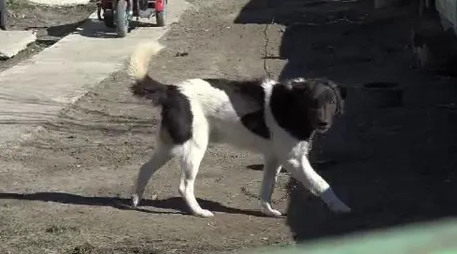 Un câine cu blană albă și pete negre merge pe un teren de pământ lângă un drum betonat.