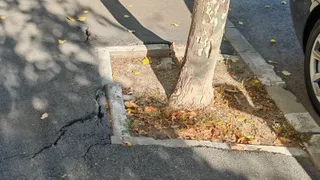 Rădăcinile unui copac ridică asfaltul și bordura de lângă un spațiu cu pământ și frunze uscate.