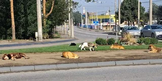 Mai mulți câini stau sau se plimbă pe o zonă de trotuar și pe o peluză verde lângă un drum asfaltat.