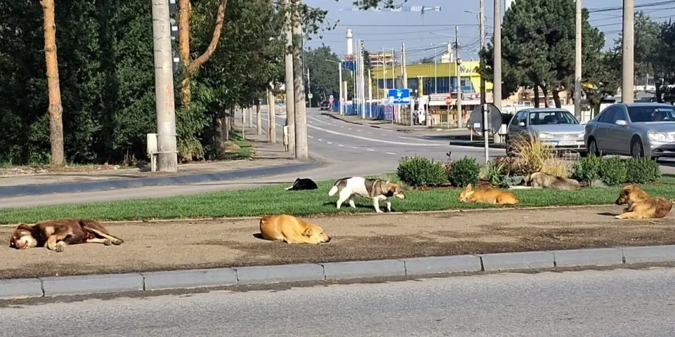 Mai mulți câini stau sau se plimbă pe o zonă de trotuar și pe o peluză verde lângă un drum asfaltat.
