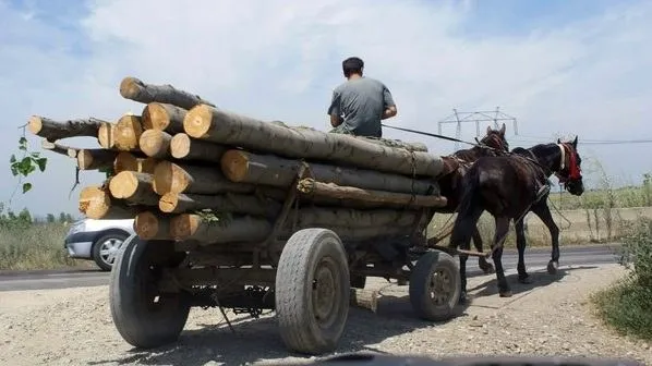 Un om stă pe un cărucior cu două roți de cauciuc încărcat cu bușteni de lemn, tras de doi cai negri pe un drum.