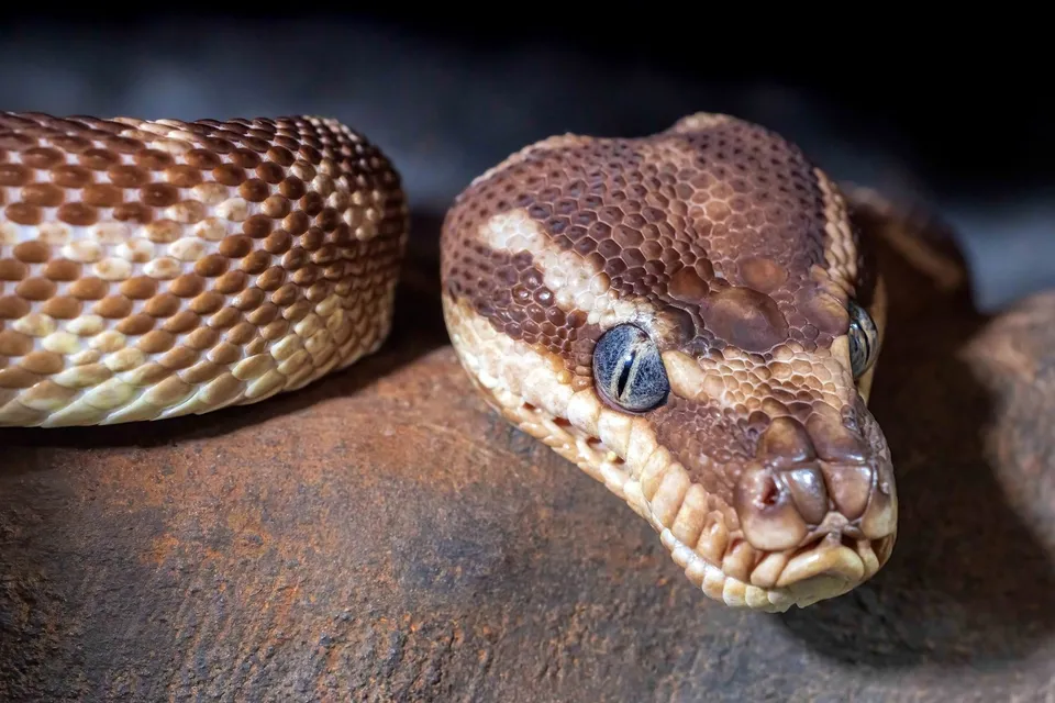 Capul unei reptile cu solzi maro și cremă este poziționată pe o suprafață rugoasă și brună.