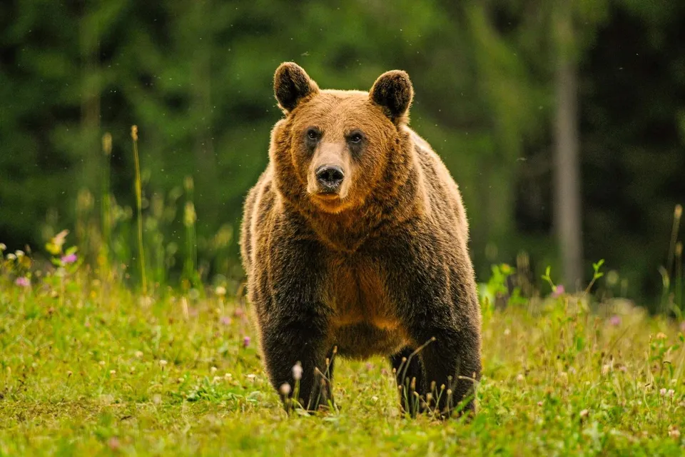 Un urs brun stă în picioare pe o câmpie cu iarbă verde și flori mici sub un fundal de pădure neclară.