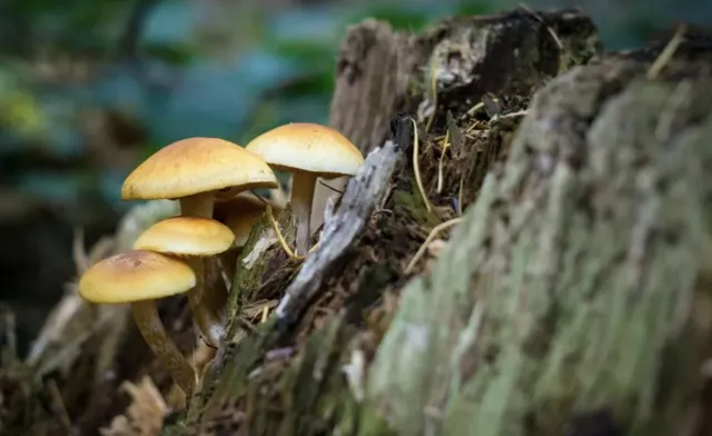Câteva ciuperci cu pălării galbene cresc pe un trunchi de copac acoperit de scoarță și resturi vegetale într-o zonă cu vegetație verde.