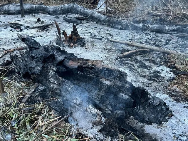 Un trunchi de copac carbonizat stă pe un sol acoperit de cenușă și resturi vegetale într-o zonă cu fum discret.