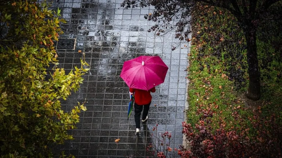O persoană cu o umbrelă roz merge pe un trotuar umed, înconjurată de copaci și vegetație.