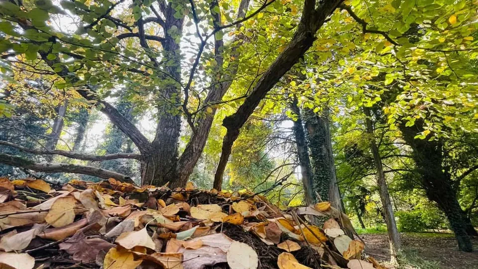 Copaci cu frunze verzi și galbene se ridică deasupra unui strat de frunze uscate de pe sol.