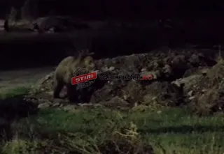Un urs de culoare închisă se află pe un teren accidentat cu pământ și iarbă sub lumină nocturnă.