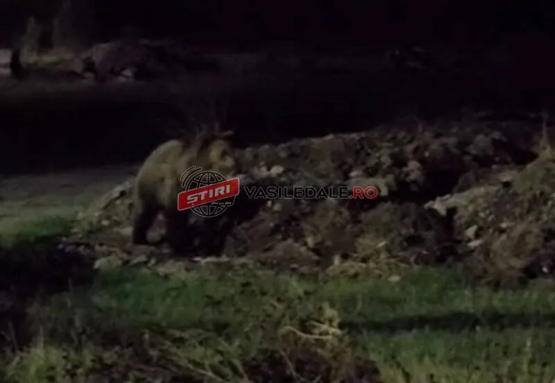 Un urs de culoare închisă se află pe un teren accidentat cu pământ și iarbă sub lumină nocturnă.