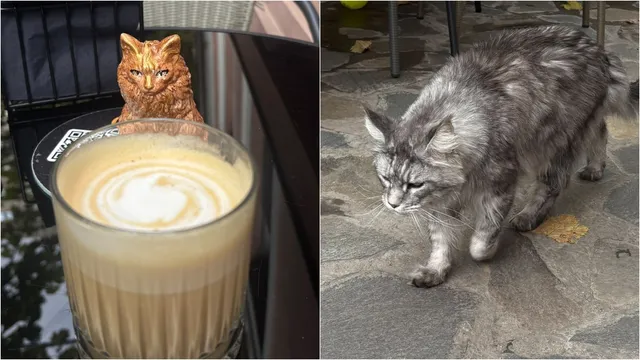 Un colaj prezintă o figurină de pisică lângă o cafea cu spumă și o pisică gri cu blană lungă pe o suprafață pavată.
