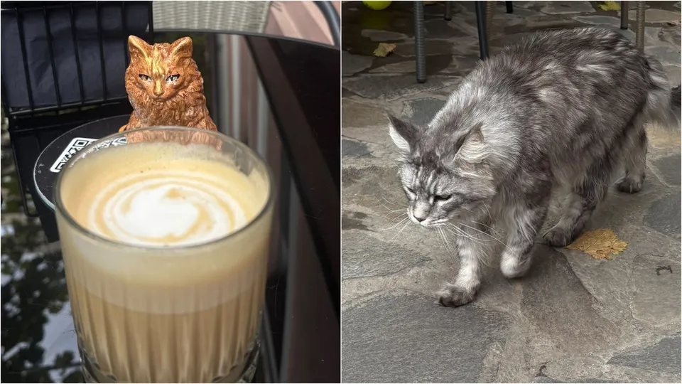 Un colaj prezintă o figurină de pisică lângă o cafea cu spumă și o pisică gri cu blană lungă pe o suprafață pavată.