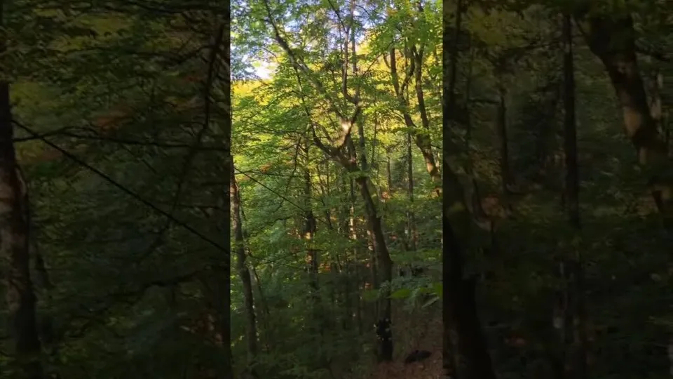 Copaci cu frunziș verde și trunchi subțiri sunt vizibili într-o zonă de pădure densă sub lumină solară parțială.