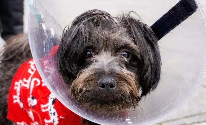 Un câine mic, cu blană neagră și maro, poartă un guler elisabetan transparent și un pulover roșu.