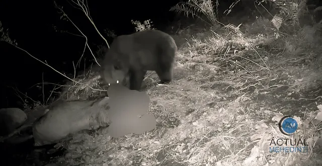 Un urs stă lângă un cadavru de animal pe un teren acoperit de vegetație sub lumină nocturnă.