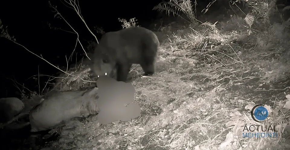 Un urs stă lângă un cadavru de animal pe un teren acoperit de vegetație sub lumină nocturnă.