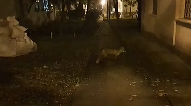 O vulpe de culoare gălbuie merge pe un drum pietos lângă un perete de clădire, într-un mediu întunecat.