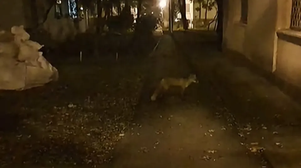 O vulpe de culoare gălbuie merge pe un drum pietos lângă un perete de clădire, într-un mediu întunecat.