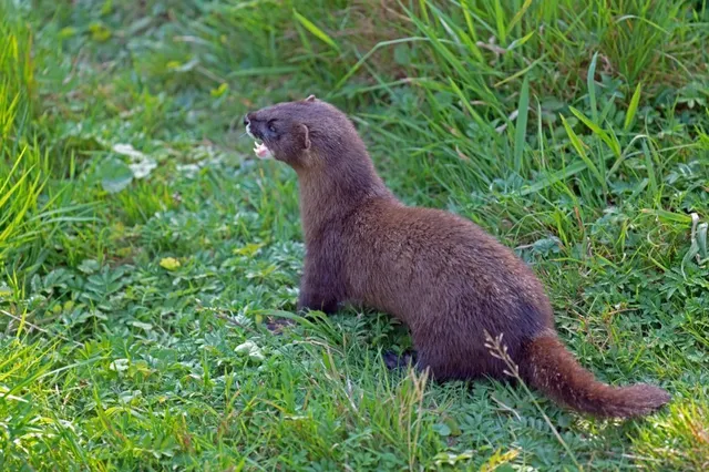 Un minks maro stă pe iarbă verde într-un câmp cu plante mici și flori albe.