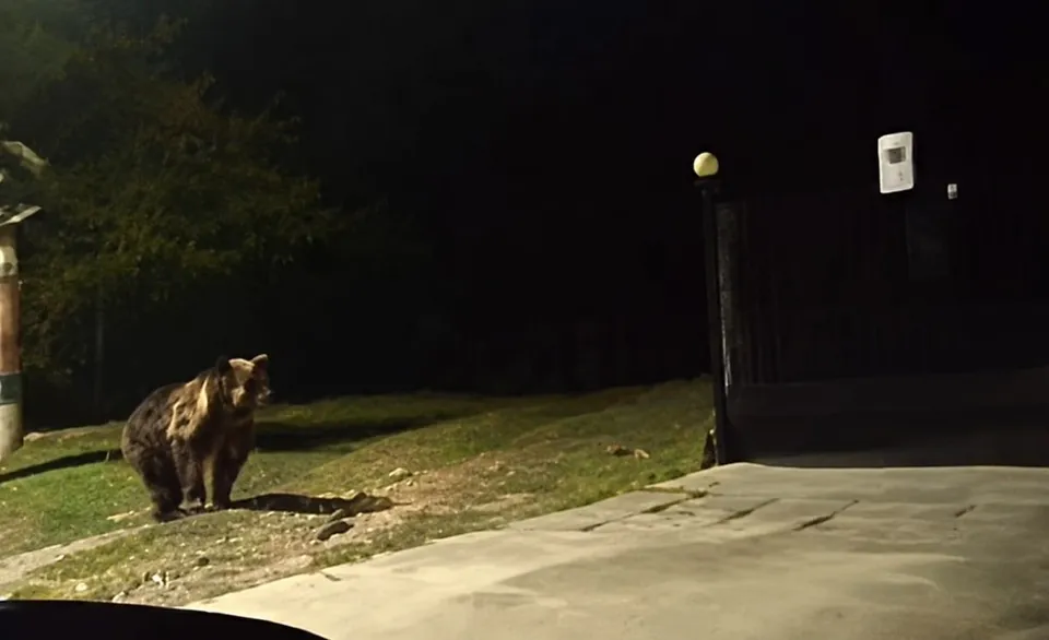 Un urs stă pe o suprafață de iarbă lângă o zonă pavată sub lumina unui reflector pe timp de noapte.
