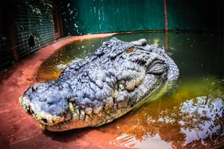 Capul unui crocodil este vizibil în apă lângă un perete de beton și o structură metalică de tip gard.