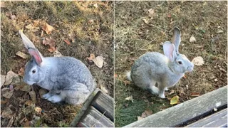 Două fotografii suprapuse prezintă un iepuraș gri cu urechi lungi stând pe iarbă și frunze uscate lângă o bordură de lemn.