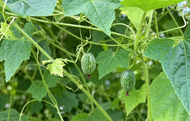 Două fructe mici, verzi și texturate atârnă de o plantă cu frunze mari și lăstari subțiri verzi.