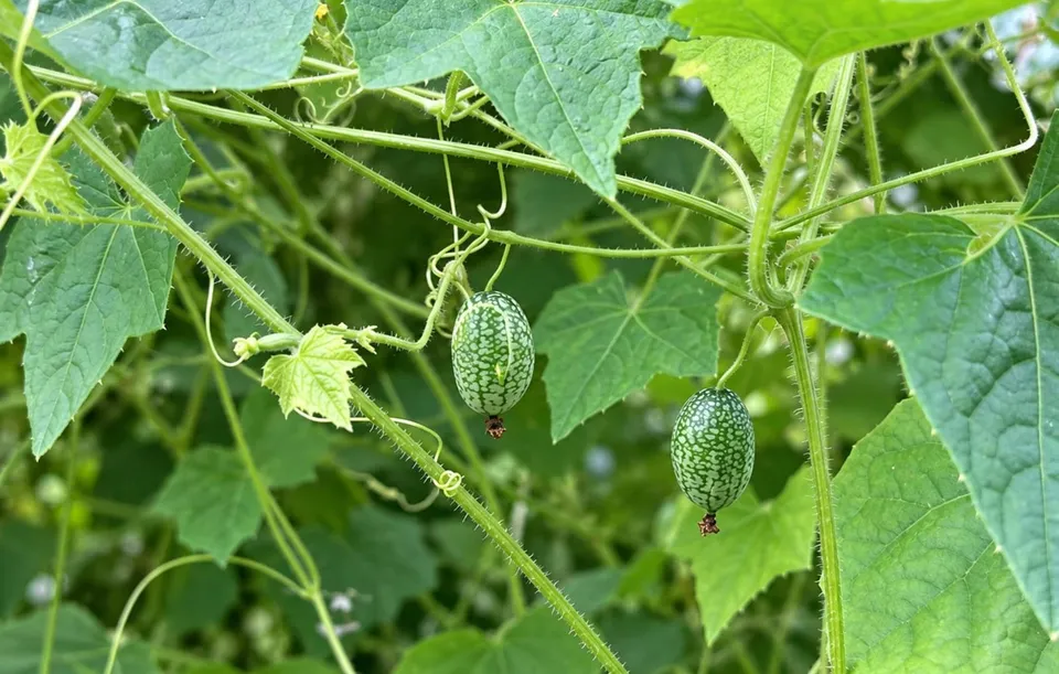 Două fructe mici, verzi și texturate atârnă de o plantă cu frunze mari și lăstari subțiri verzi.