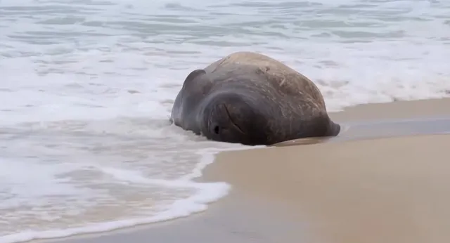 Un animal mare de culoare închisă cu piele texturată stă întins pe o plajă nisipoasă lângă spuma valurilor de la malul mării.