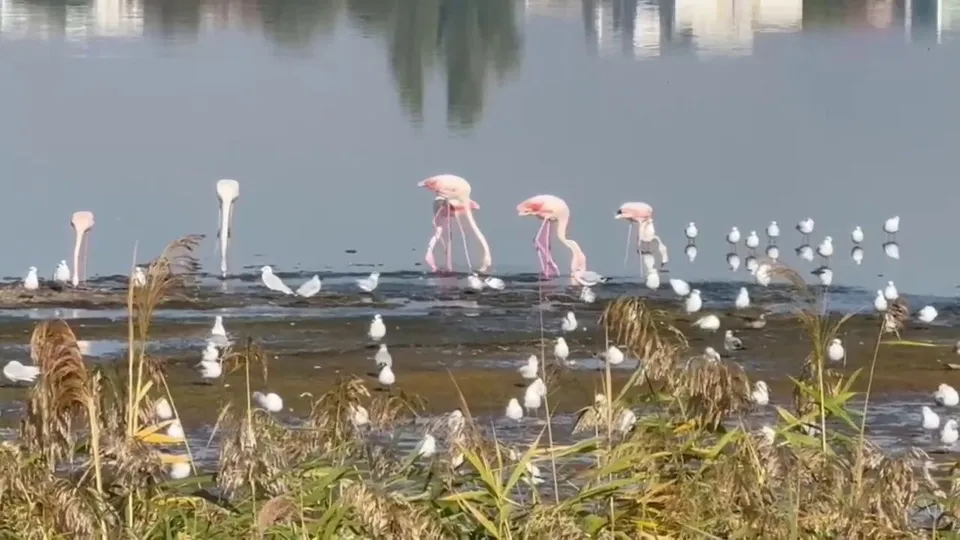 Mai mulți flamingo roz și păsări albe mici stau pe malul unui lac lângă vegetație înaltă și uscată.