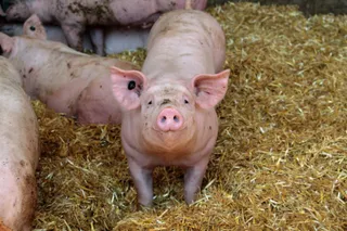 Mai mulți porci roz stau pe un lit de paie într-un spațiu de creștere.