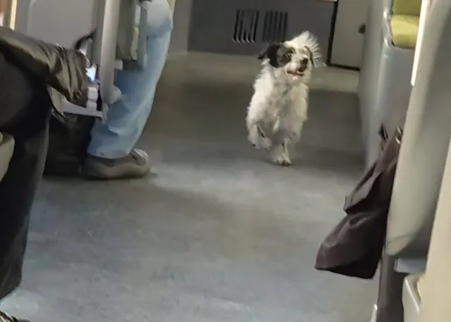 Un câine cu blană albă și pete negre stă în culoarul unui autobuz lângă scaunele pasagerilor.