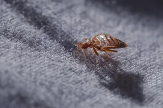 Un insect de culoare brună se află pe o suprafață textilă gri cu textură rugoasă.