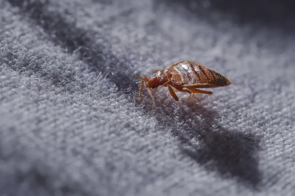 Un insect de culoare brună se află pe o suprafață textilă gri cu textură rugoasă.