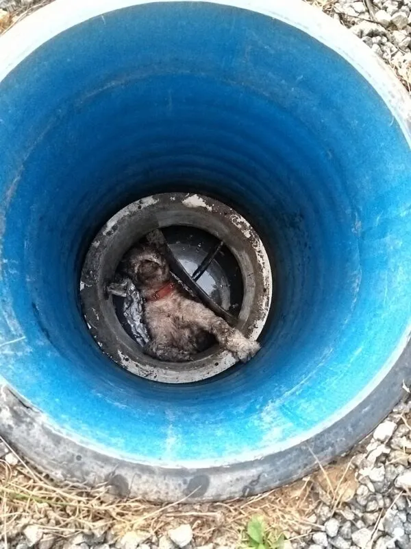 Un câine cu blană brună și albă se află întins pe fundul unui canal circular cu pereți de culoare albastră.