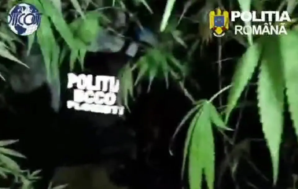 Frunze verzi de canabis sunt vizibile în prim-plan și în fundal pe un fundal întunecat.