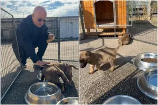Un bărbat cu ochelari și hanorac albastru stă lângă doi pui de cățel pe un teren împrejmuit cu gard de sârmă, lângă boluri metalice.