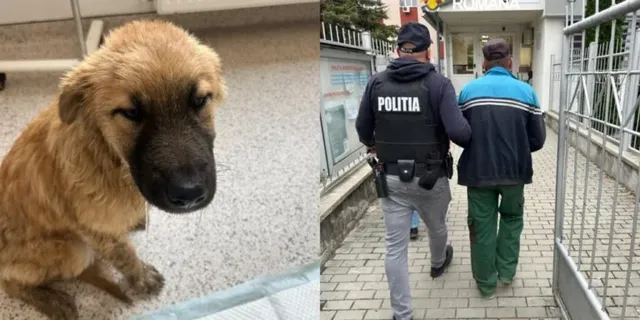 Un pui de câine cu blană maro stă pe o suprafață plană, iar lângă acesta, doi bărbați merg pe un trotuar lângă o clădire.