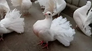 Mai mulți porumbei albi cu cozi largi și pene desfăcute stau pe un podea gri.