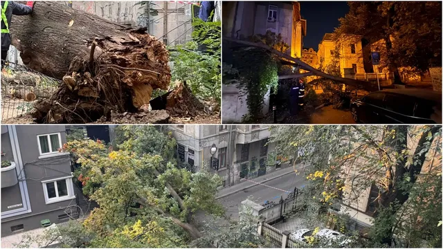 Un arbore căzut este vizibil pe sol lângă un gard, în timp ce o ramură de copac atinge un cablu deasupra unei străzi noapte.