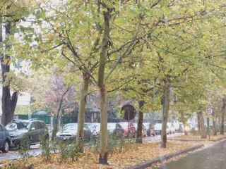 Copacii cu frunze galbene și verzi stau de-a lungul unui drum umed pe lângă mașini parcate și un trotuar.