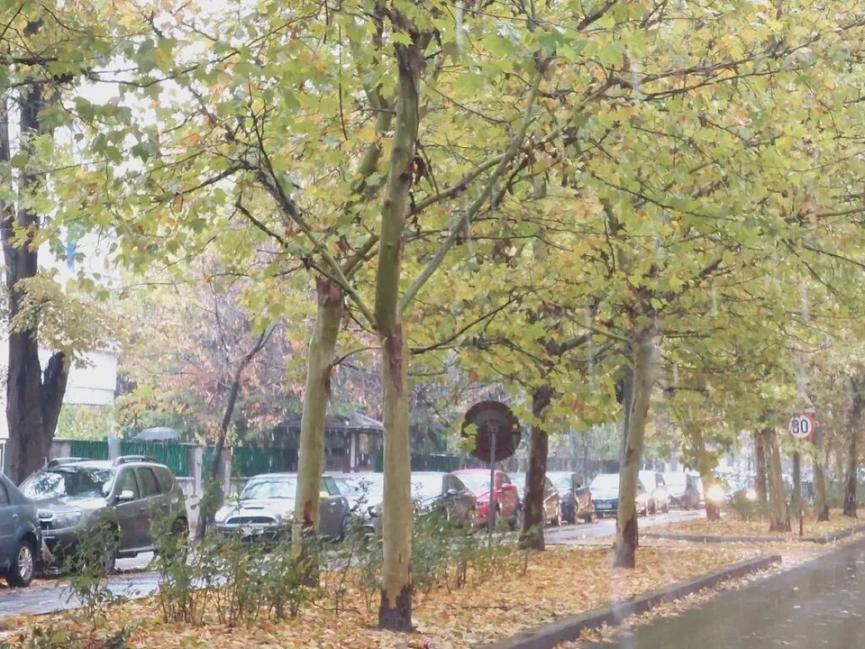 Copacii cu frunze galbene și verzi stau de-a lungul unui drum umed pe lângă mașini parcate și un trotuar.