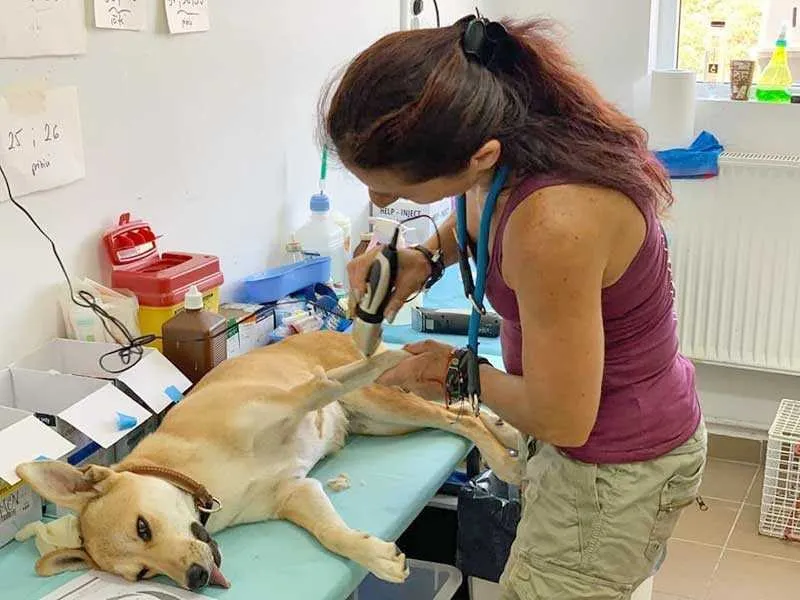 O femeie tunde blana unui câine de culoare maro deschis, care stă întins pe o masă de examinare într-un cabinet veterinar.