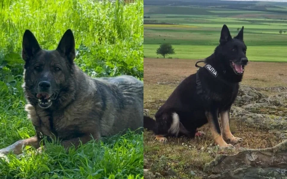 Două fotografii separate prezintă doi câini de talie mare, de culoare neagră și maro, așezați pe iarbă și pe un teren pietros.