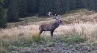 Un cerb cu coarne mari stă în picioare pe o iarbă uscată într-o pădure.