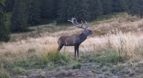 Un cerb cu coarne mari stă în picioare pe o iarbă uscată într-o pădure.