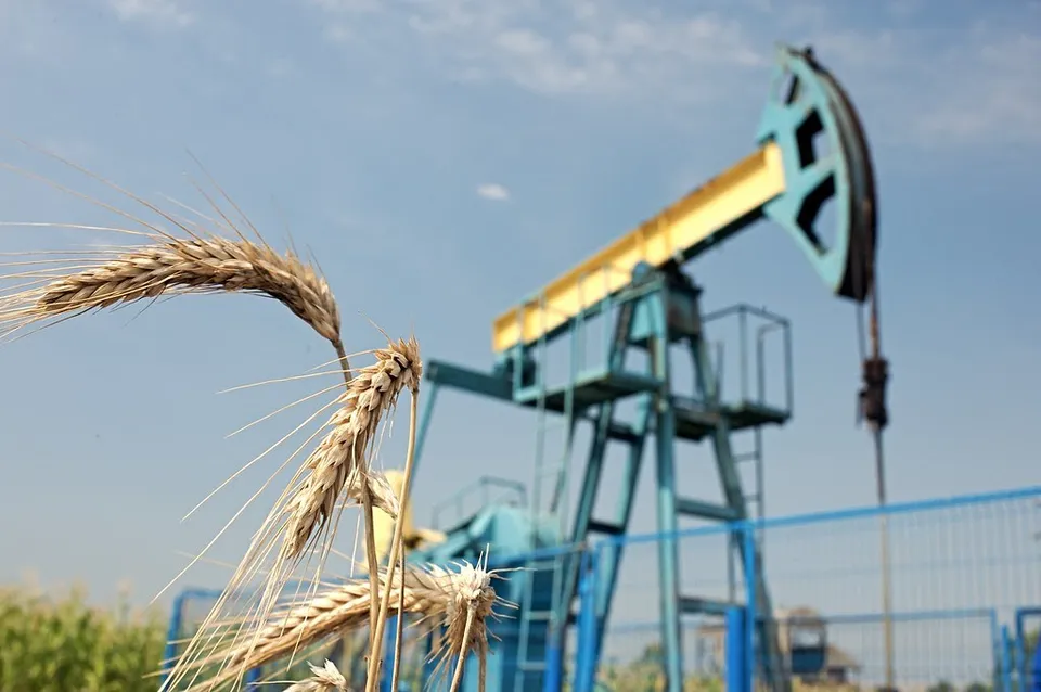O unitate de pompare de petrol de culoare albastră se află în fundal, în spatele unor spicuri de grâu din prim-plan.